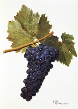 Ampelography, grape variety, oenology, viticulture, grape, grapevine, Perricone grape, red wine