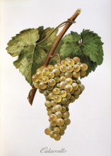 Ampelography, grape variety, oenology, viticulture, grape, grapevine, Fiano grape, a very old