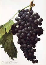 Ampelography, grape variety, oenology, viticulture, grape, grapevine, Gros de Coveretto grape,