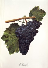 Ampelography, grape variety, oenology, viticulture, grape, grapevine, Moreto grape, digitally