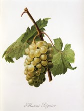 Ampelography, Grape variety, Oenology, Viticulture, Grape, Grapevine, Muscat Regnier grape,