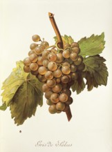 Ampelography, grape variety, oenology, viticulture, grape, grapevine, Gris de Salces grape,