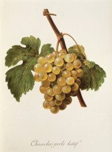 Ampelography, grape variety, oenology, viticulture, grape, grapevine, Chasselas Perle' Hatif grape,