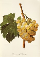 Ampelography, grape variety, oenology, viticulture, grape, grapevine, diamond grape, digitally