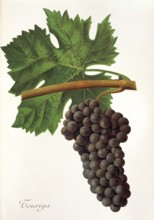 Ampelography, grape variety, oenology, viticulture, grape, grapevine, Touriga grape, digitally