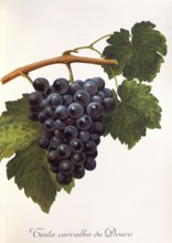 Ampelography, grape variety, oenology, viticulture, grape, grapevine, Tinta Carvalha du Douro