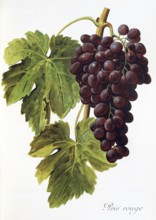 Ampelography, grape variety, oenology, viticulture, grape, grapevine, Prie' Rouge grape, digitally