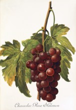 Ampelography, grape variety, oenology, viticulture, grape, grapevine, Chasselas Rose Salomon grape,