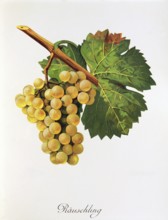 Ampelography, grape variety, oenology, viticulture, grape, grapevine, digitally enhanced