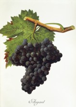 Ampelography, grape variety, oenology, viticulture, grape, grapevine, Argant grape, digitally
