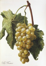 Ampelography, grape variety, oenology, viticulture, grape, grapevine, La France grape, digitally
