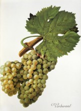 Ampelography, grape variety, oenology, viticulture, grape, grapevine, Verdurant grape, digitally