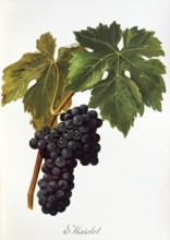Ampelography, grape variety, oenology, viticulture, grape, grapevine, Maiolet grape, digitally