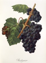 Ampelography, grape variety, oenology, viticulture, grape, grapevine, Rastignier grape, digitally