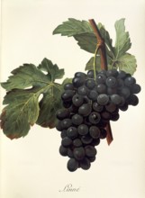 Ampelography, grape variety, oenology, viticulture, grape, grapevine, Linne grape, digitally