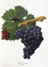 Ampelography, grape variety, oenology, viticulture, grape, grapevine, Cargajola grape, digitally