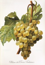 Ampelography, grape variety, oenology, viticulture, grape, grapevine, Blanc-des-Trois-Fontaines