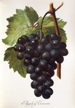 Ampelography, grape variety, oenology, viticulture, grape, grapevine, Appley Towers grape,
