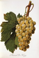 Ampelography, grape variety, oenology, viticulture, grape, grapevine, Muscat Dr Hogg grape,
