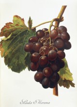 Ampelography, grape variety, oenology, viticulture, grape, grapevine, Santa Morena grape, digitally
