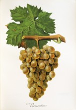 Ampelography, grape variety, oenology, viticulture, grape, grapevine, Vermentino grape, digitally