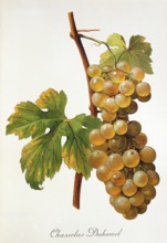 Ampelography, grape variety, oenology, viticulture, grape, grapevine, Chasselas Duhamel grape,
