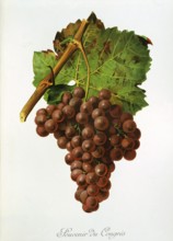 Ampelography, Grape variety, Oenology, Viticulture, Grape, Grapevine, Souvenir du Congres Grape,