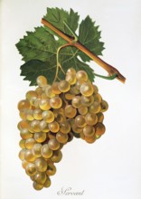 Ampelography, grape variety, oenology, viticulture, grape, grapevine, Servant grape, white grape