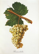 Ampelography, grape variety, oenology, viticulture, grape, grapevine, Biancolella grape, digitally