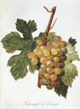 Ampelography, grape variety, oenology, viticulture, grape, grapevine, Ferdinand de Lesseps grape,