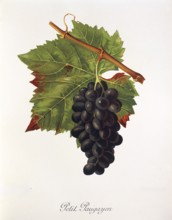 Ampelography, grape variety, oenology, viticulture, grape, grapevine, Petit Paugayen grape,