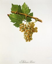 Ampelography, grape variety, oenology, viticulture, grape, grapevine, Arbane is a historical white