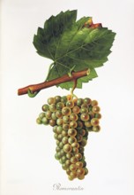 Ampelography, grape variety, oenology, viticulture, grape, grapevine, The white wine variety