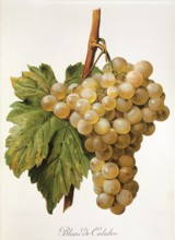 Ampelography, grape variety, oenology, viticulture, grape, grapevine, Blanc de Calabre grape,