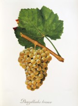 Ampelography, grape variety, oenology, viticulture, grape, grapevine, Donzellinho Branco grape,