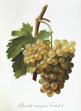 Ampelography, grape variety, oenology, viticulture, grape, grapevine, Clairette Musquee grape,