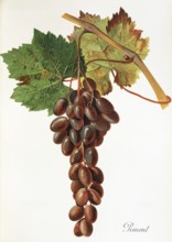 Ampelography, grape variety, oenology, viticulture, grape, grapevine, Piment grape, digitally