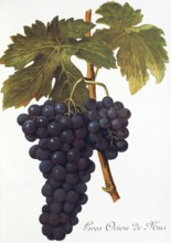 Ampelography, Grape variety, Oenology, Viticulture, Grape, Grapevine, Gros Oriou de Mus grape,