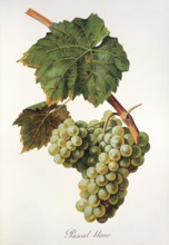 Ampelography, grape variety, oenology, viticulture, grape, grapevine, Pascal Blanc grape, digitally