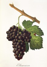 Ampelograhie, Rebsortenkunde, Önologie, Weinbau, Weintraube, Weinrebe, Mourvaison is a vigorous and