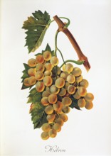 Ampelograhie, Rebsortenkunde, Önologie, Weinbau, Weintraube, Weinrebe, Hebron grape, Weißweintraube