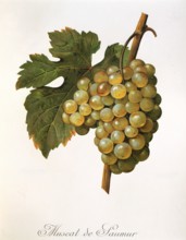 Ampelography, grape variety, oenology, viticulture, grape, grapevine, Muscat précoce de Saumur is a