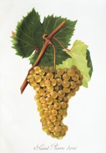 Ampelography, grape variety, oenology, viticulture, grape, grapevine, Saint-Pierre Dore' grape,