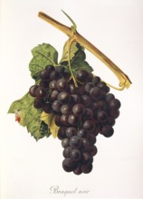 Ampelography, grape variety, oenology, viticulture, grape, grapevine, Braquet Noir grape, an