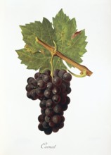 Ampelography, Grape variety, Enology, Viticulture, Grape, Grapevine, Cornet grape, digitally