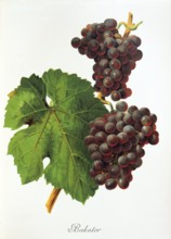 Ampelography, grape variety, oenology, viticulture, grape, grapevine, Bakator grape, digitally