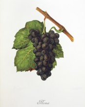 Ampelography, grape variety, oenology, viticulture, grape, grapevine, Flona grape, digitally