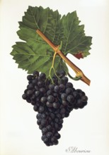 Ampelograhie, Rebsortenkunde, Önologie, Weinbau, Weintraube, Weinrebe, Albourion grape, a minor