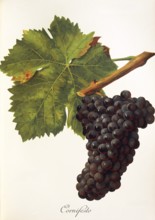 Ampelography, Grape variety, Oenology, Viticulture, Grape, Grapevine, Cornifesto grape, digitally