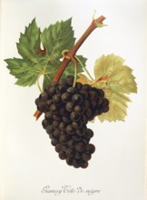 Ampelography, grape variety, oenology, viticulture, grape, grapevine, Gamay Tete de Negre grape,